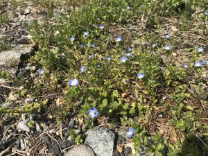 新提案 誰でも実践できる食べられる野草5選 うめぶろ